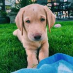 Bentley Madchen