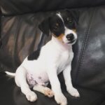 Bertie Madchen