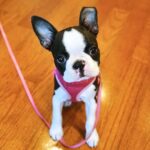 Birdie Madchen