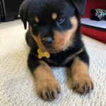 Bronx Madchen