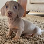 Dobby Madchen