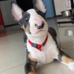 Dozer Madchen