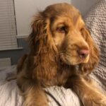 Lola Madchen