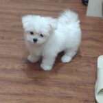 Nini Madchen