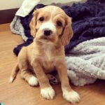 Ollie Madchen