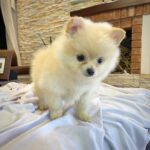 Wiggles Madchen